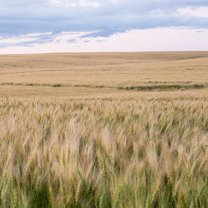 Prairie Cream landscape colour inspiration.