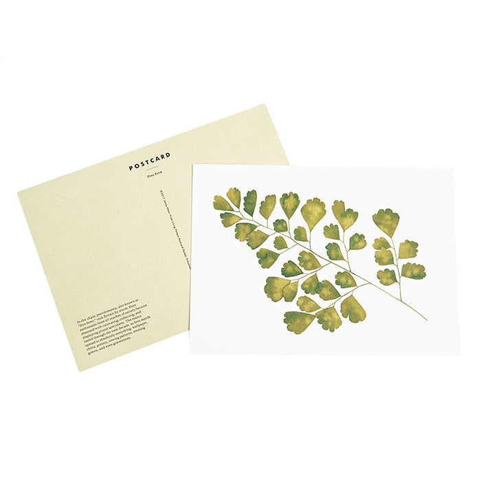 A post card with a green fern illustration.